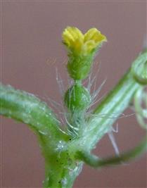  Female flower